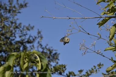 05 Mount_Abu_DSC4117_b_H600